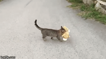 tiger toy gif