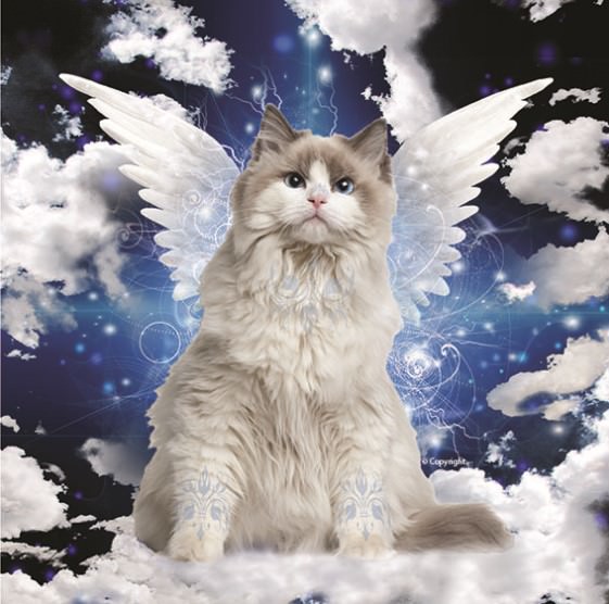 "Celestial Whiskers" Might Be The Best Cat Calendar Ever 