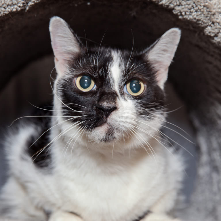 10 Fantastic Senior Cats Looking For A Forever Lap