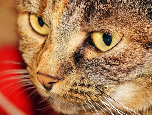 The Top 10 Cancers In Cats