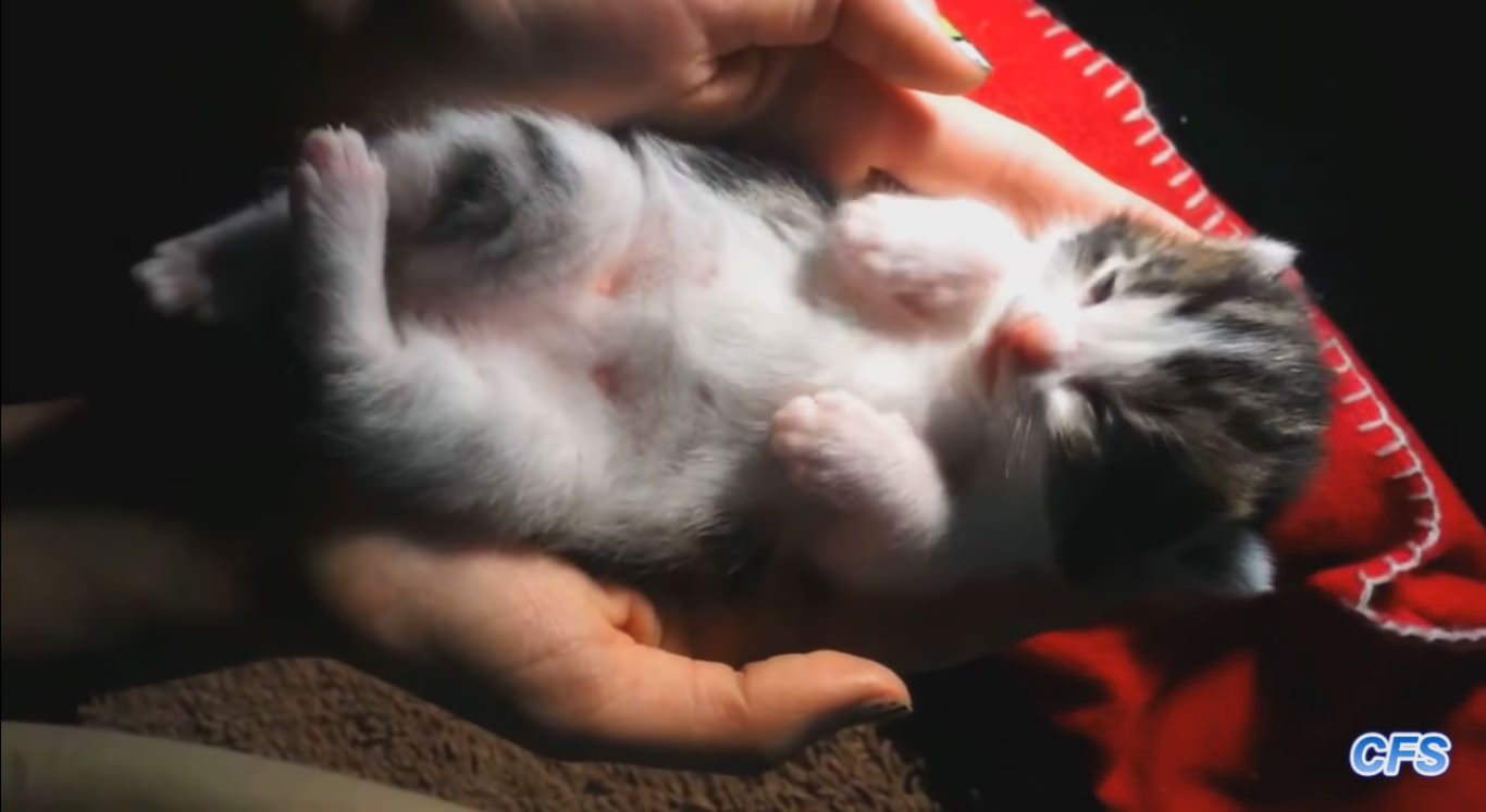 These Tiny Kittens Have All Found The Purrfect Sleeping Spot