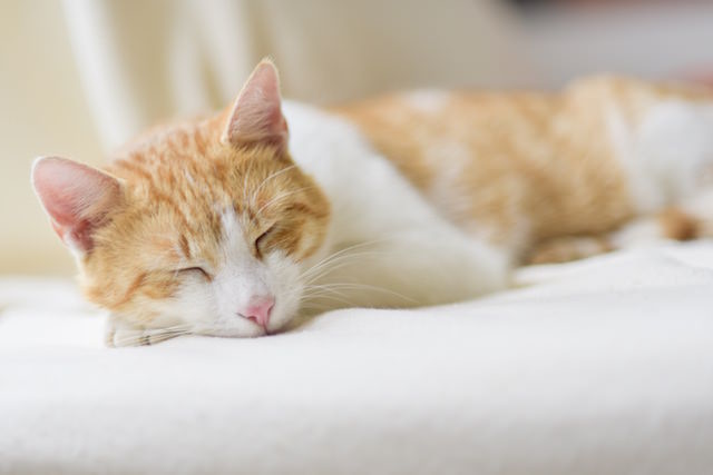 Cats carry outlet bed bugs