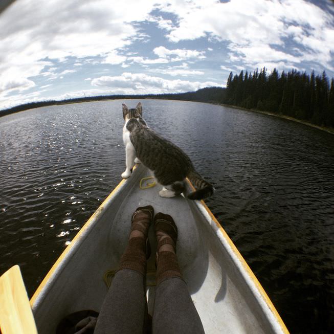 Image source: Adventures Cats