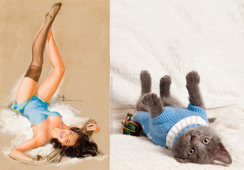 11 Sassy Cats Who Are Better At Posing Than Pin-up Girls.