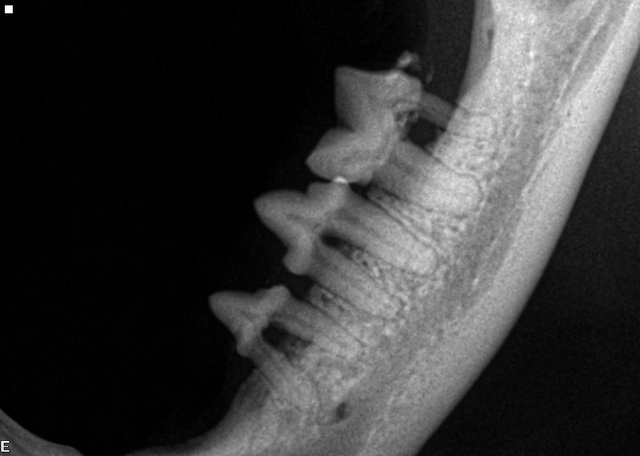 Periodontal disease in a 2-year-old cat. Note bone Loss. Image source: @MariposaVeterinaryWellness via Flickr 