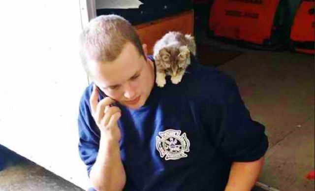 Kitten Wanders Into Fire Department & Steals A Firefighter's Heart