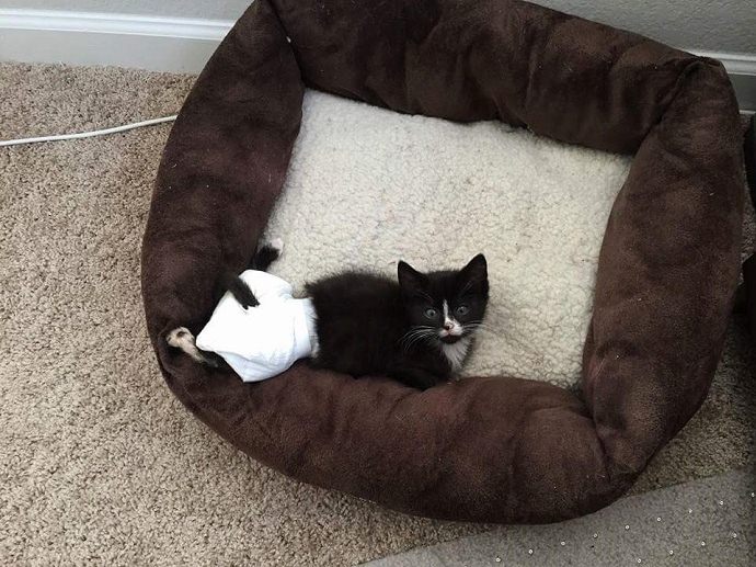 Kitten With Paralysis & Unable To Walk Gets His First Wheelchair