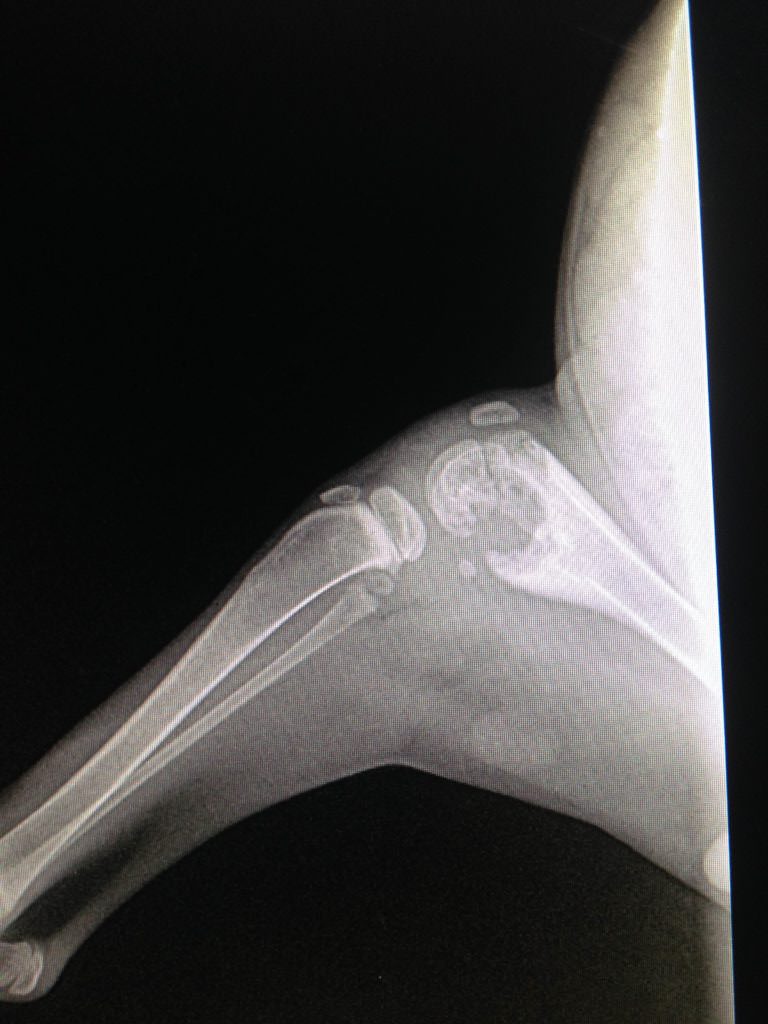 Gunnison's xray. Image source: Kitty Bungalow