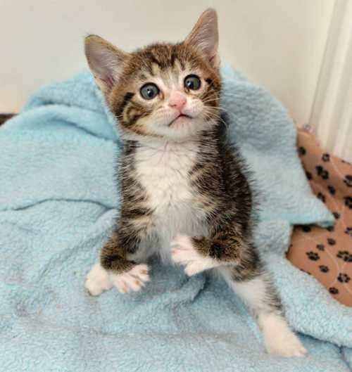 Kitten Born With Tiny Front Legs Has Nothing But Love To Give