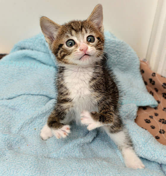 Kitten Born With Tiny Front Legs Has Nothing But Love To Give ...