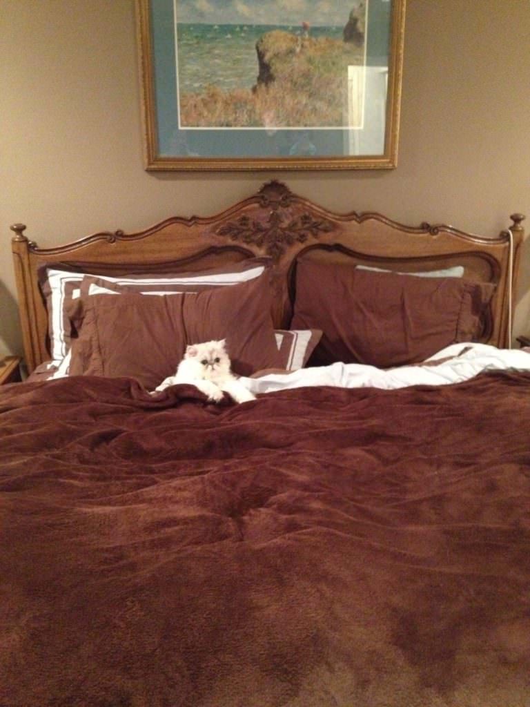 cat in bed