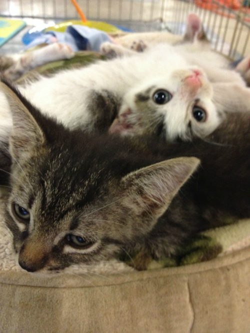 Kitten Nurseries Exist, And They Are Filled With Adorable