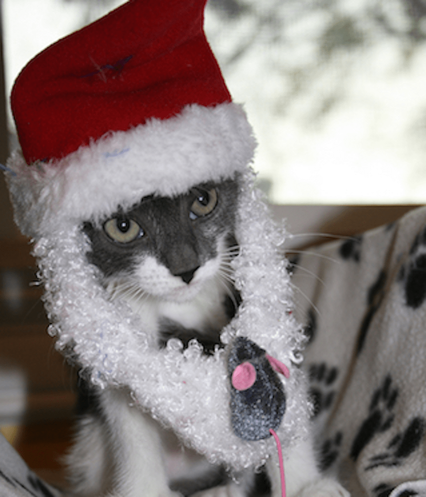 Gunnison wonders if Santa will bring him a miracle. Image source: Kitty Bungalow