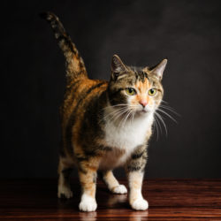 10 Reasons Why Calico Cats Are Awesome