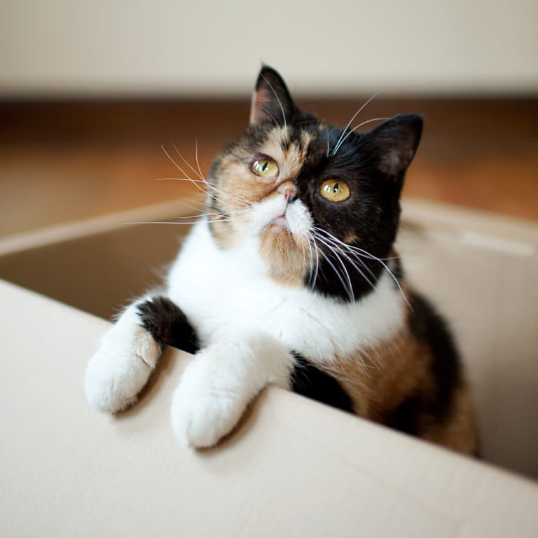 10 Reasons Why Calico Cats Are Awesome