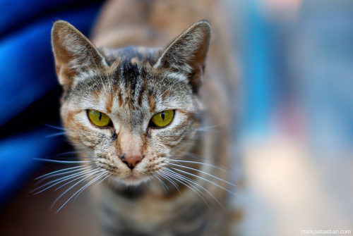 5 Great Reasons To Spay Or Neuter Your Cat