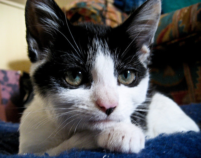 Cats With MultiColored Eyes Are StunningBut What