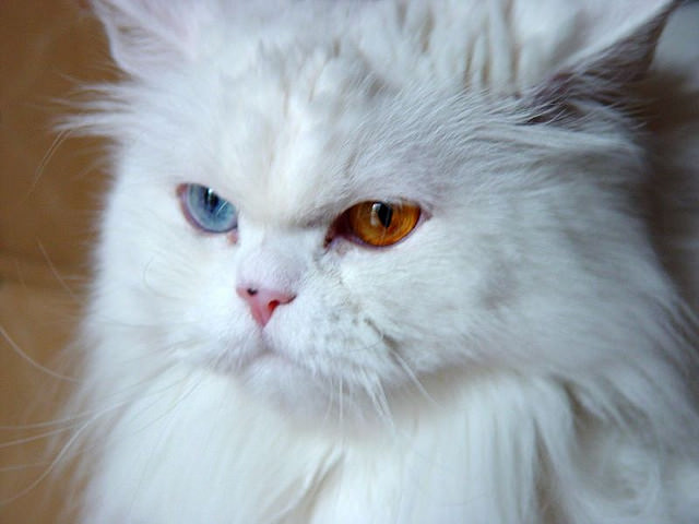 Cats With Multi-Colored Eyes Are StunningBut What Causes It?