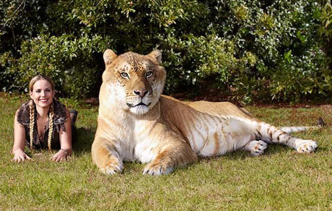 Meet 8 Cats Who Hold Guinness World Records Iheartcats Com