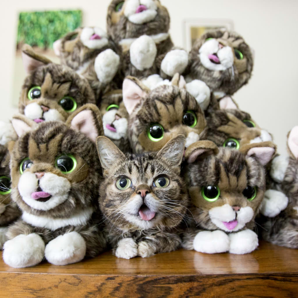 Image source: Lil BUB