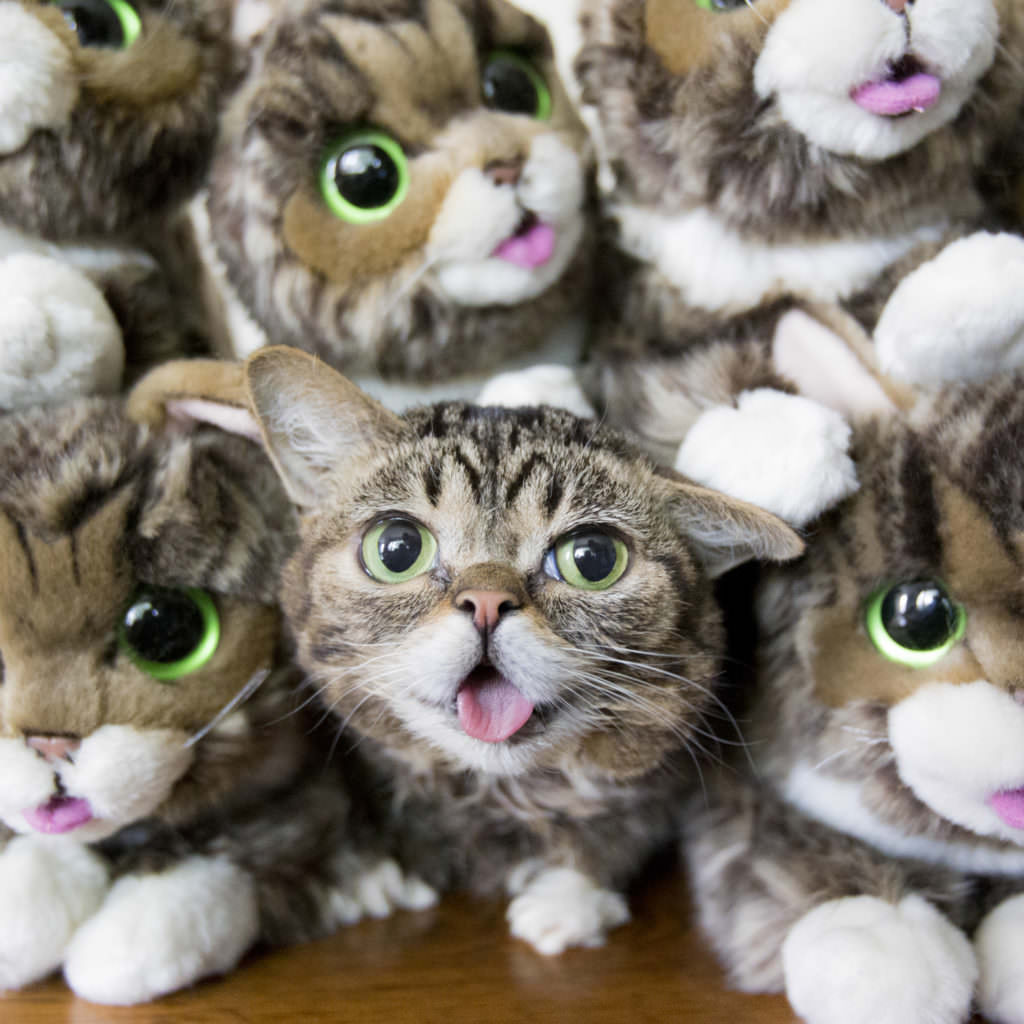 Image source: Lil BUB / Mike Bridavsky