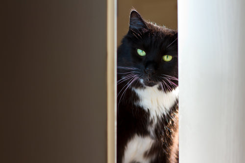 Ask A Vet: Why Does My Cat Follow Me To The Bathroom?