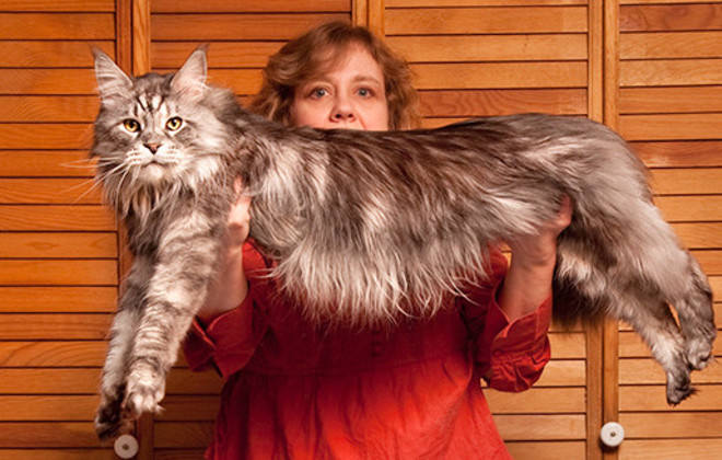 Meet 8 Cats Who Hold Guinness World Records! - iHeartCats.com