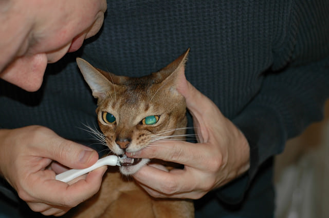 7 Tips For Brushing Your Cat's Teeth