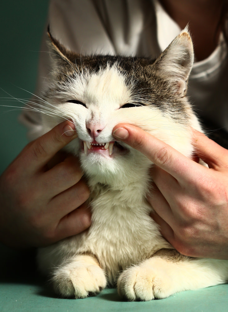 Why You Should Invest In Your Cat's Dental Cleaning - An ...