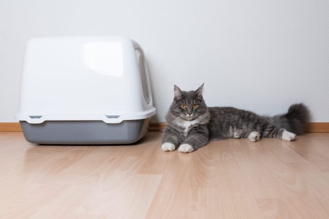 Cat lying by covering litter box