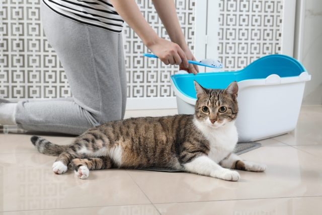 Cleaning cat litter box