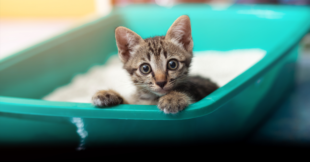 Cleaning litter box