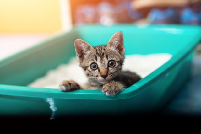Kitten in large litter box