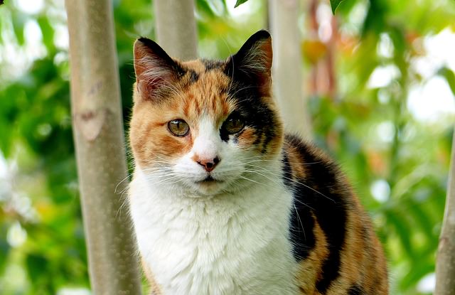 53 Best Pictures Cat Color Patterns And Personality - Tortoiseshell Cats Facts, Genetics And Personality