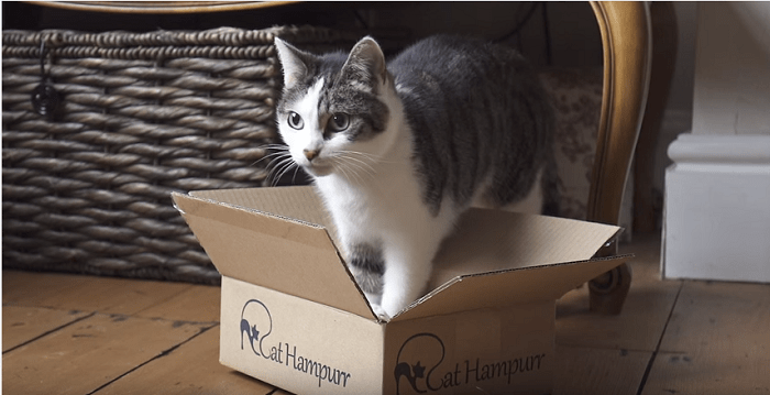 catboxsmall