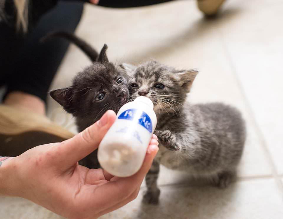 I Attended A Workshop About Caring For Neonatal Kittens. Here Are 6