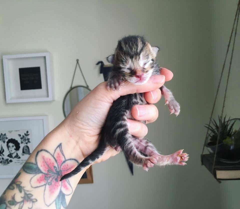 Kitten Lady @ Facebook