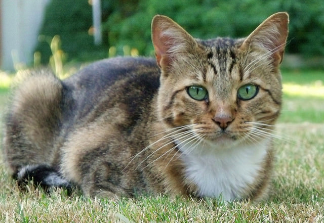 7 Tips For Transitioning An Outdoor Cat To Indoors