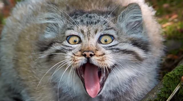 These Cats Are Considered To Have The Most Expressive Faces In The World!