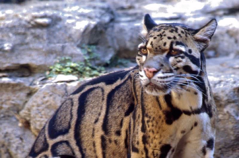 An adult Clouded Leopard from the San Antonio Zoo. Image source: Vearl Brown - wikipedia