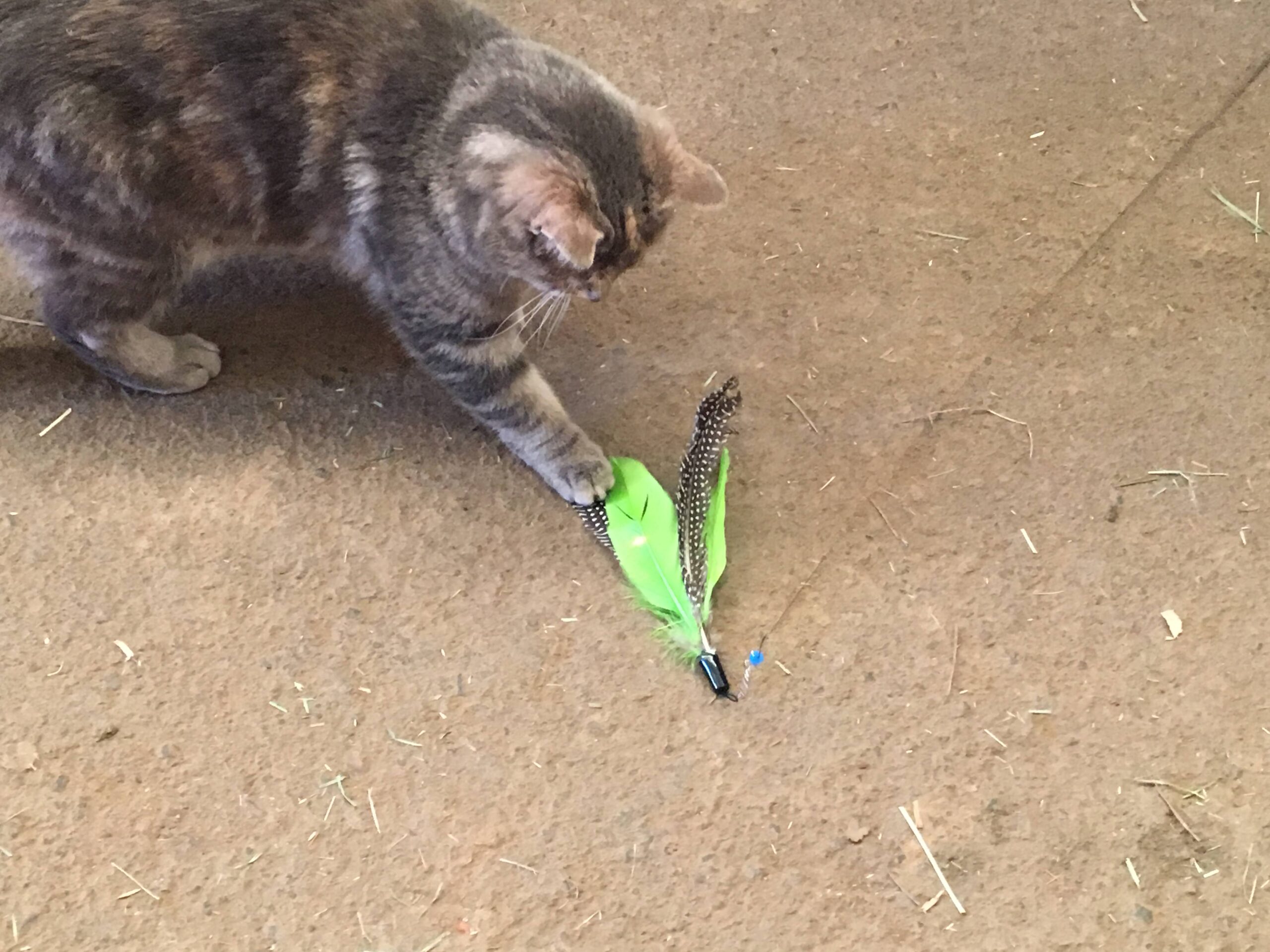 Product Review: Check Out The New Jackson Galaxy Cat Toys!