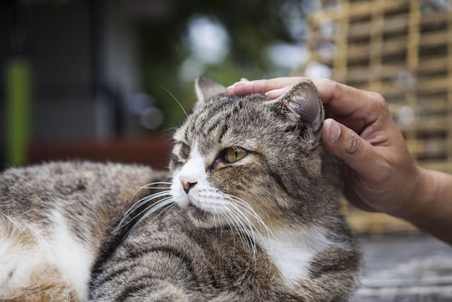 10 Things Humans Do That Cats Dislike