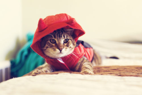 10 Things Humans Do That Cats Dislike