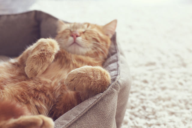 10 Things Humans Do That Cats Dislike