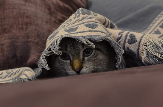 10 Things Humans Do That Cats Dislike