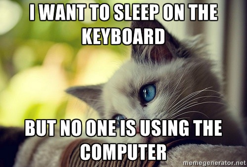 typing master cat