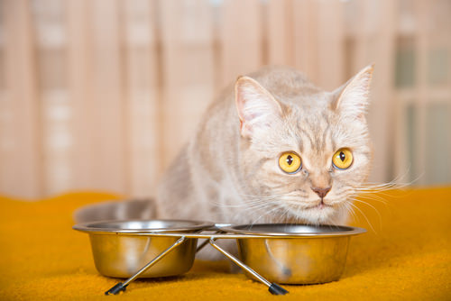 Giving cats 2024 canned tuna