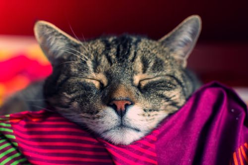 Ask A Vet: Why Does My Cat Sleep So Much?