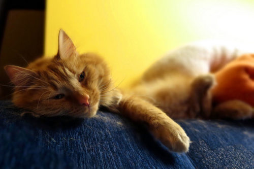 Is Your Cat Most Active At Night? Here's Why