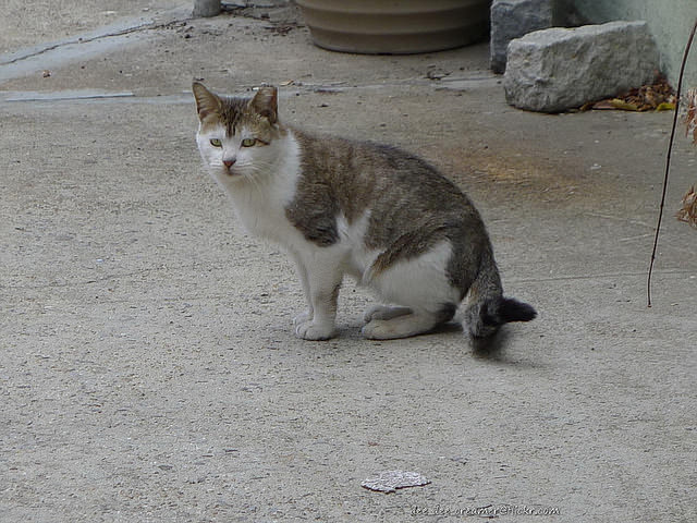 This feral cat has the tell-tale "tipped" ear from TNR - she won't be adding to the population. Image source: @Jeffreyw via Flickr 